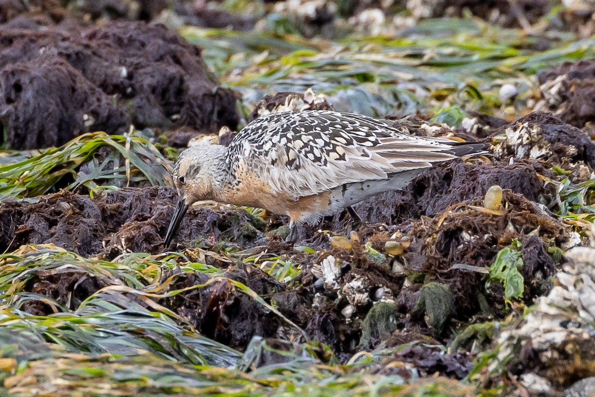 Red Knot - Denise Turley