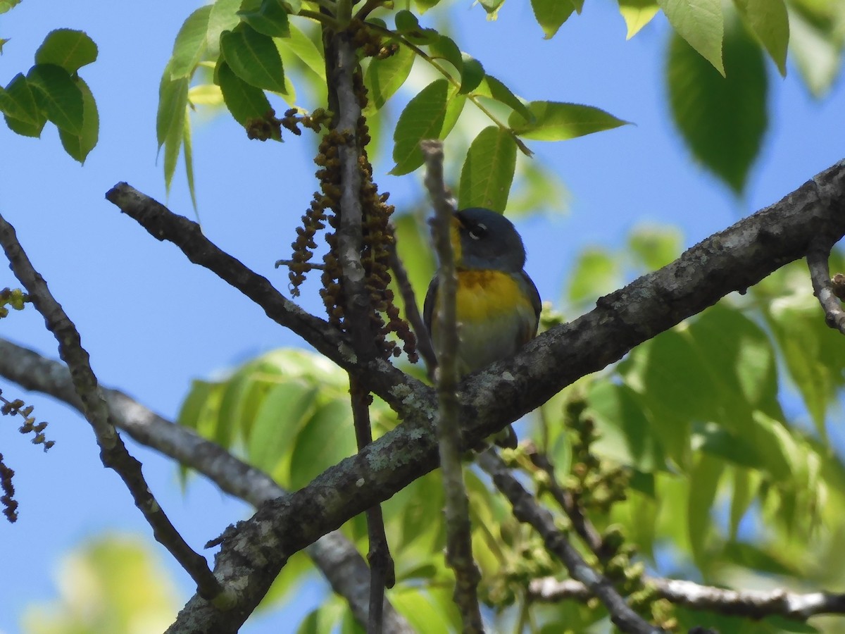 Northern Parula - ML618938963