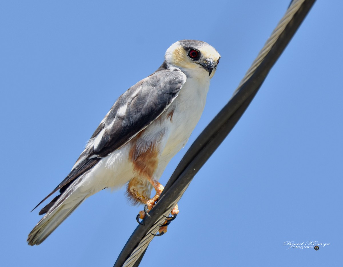 Pearl Kite - ML618938972