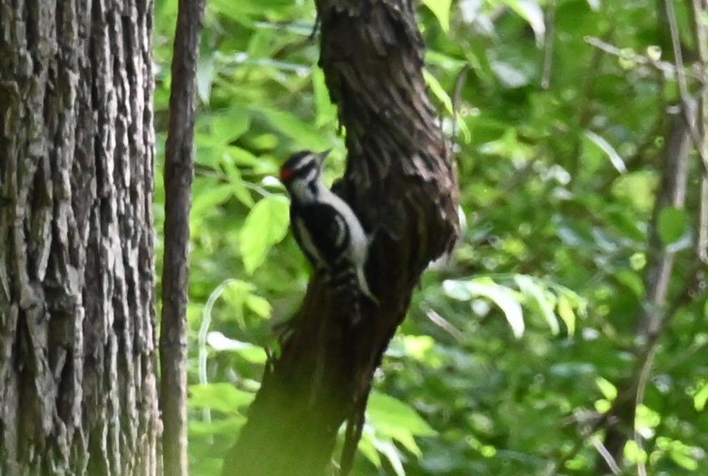 Hairy Woodpecker - Dale Barlow