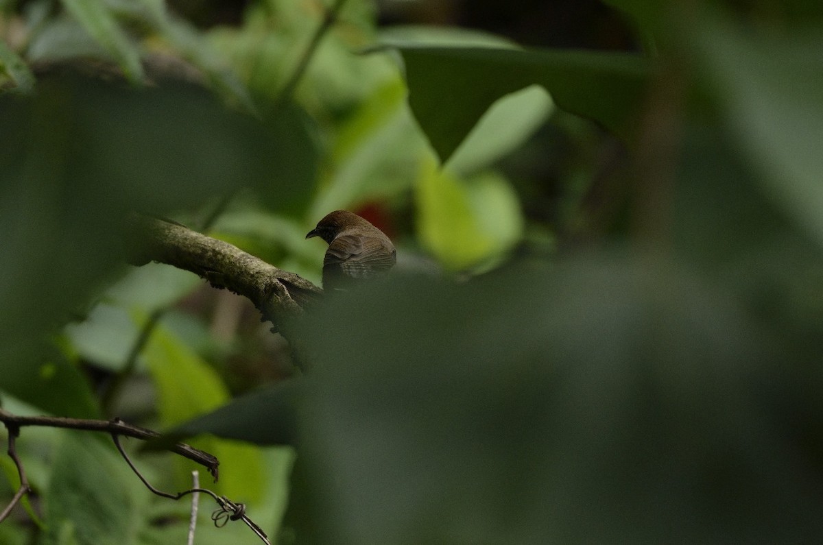 Rufous-breasted Wren - Jose Cortes