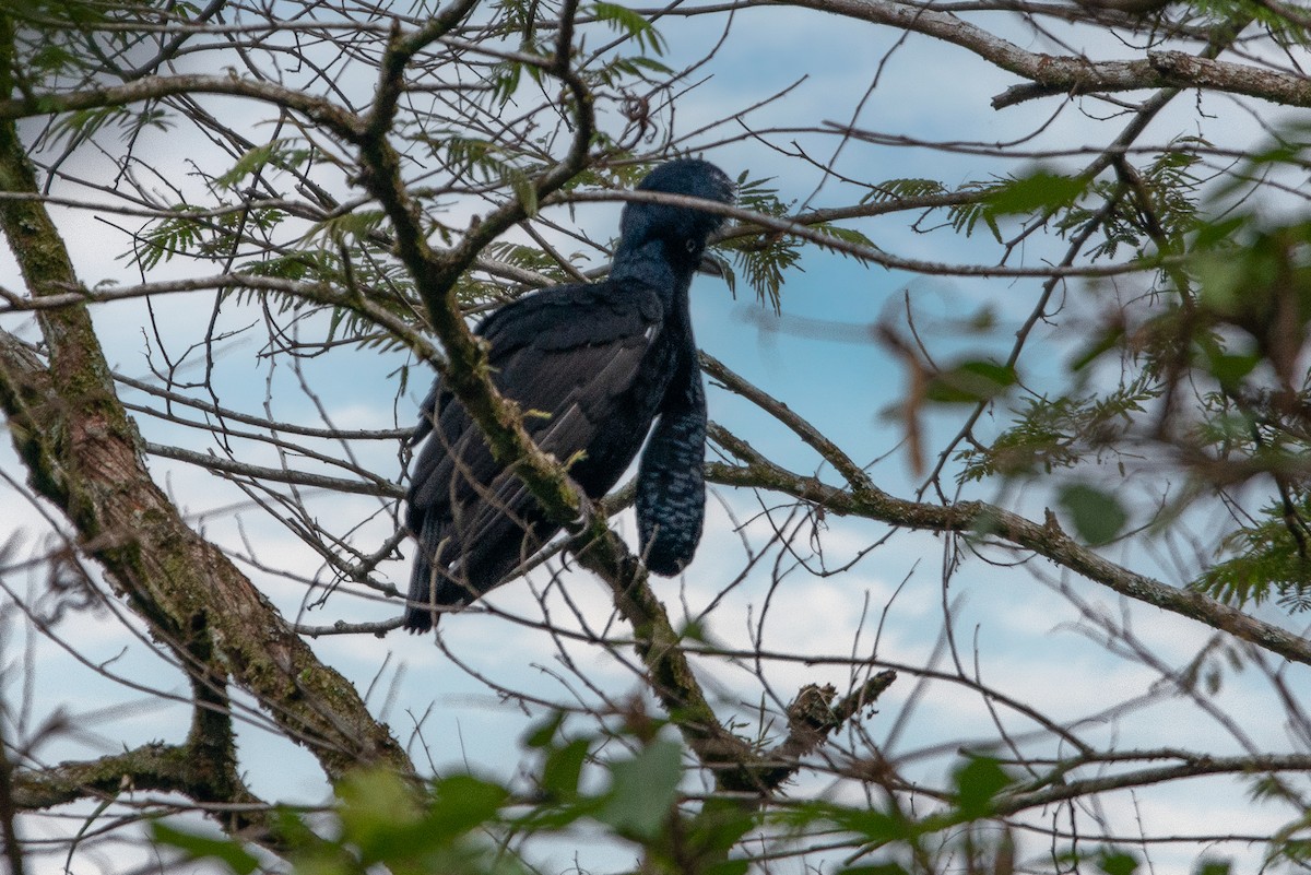 Амазонская зонтичная птица - ML618938995