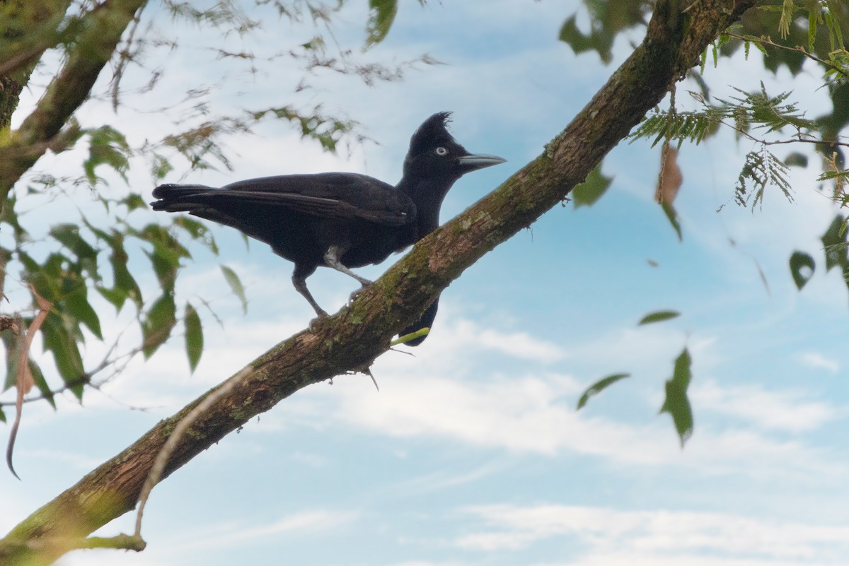 Amazonian Umbrellabird - Fundación Ecoturística Recetor Vive un Paraíso