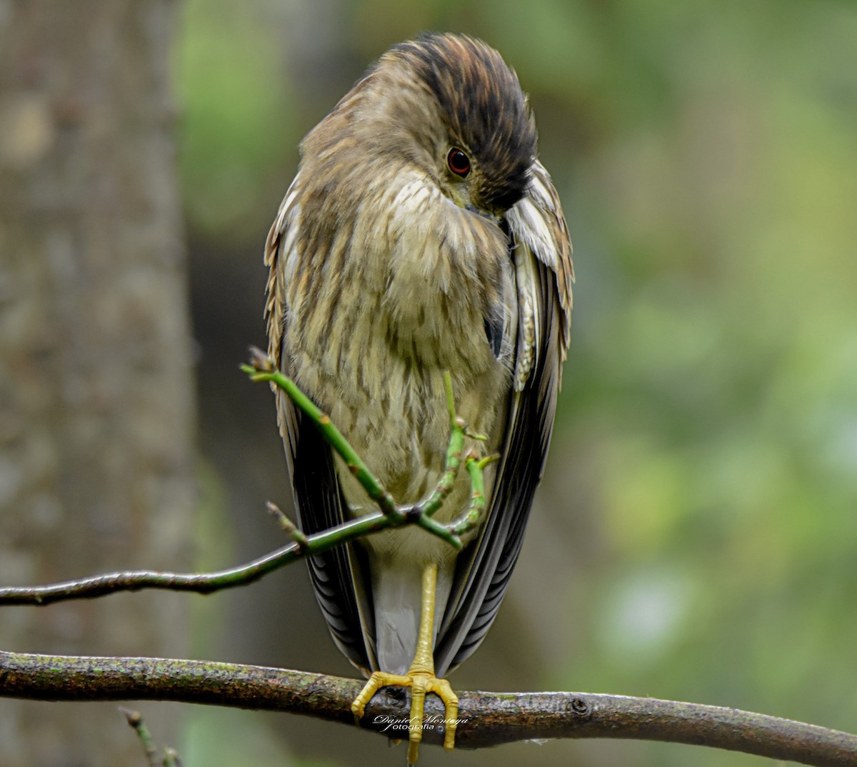 Black-crowned Night Heron - ML618939001