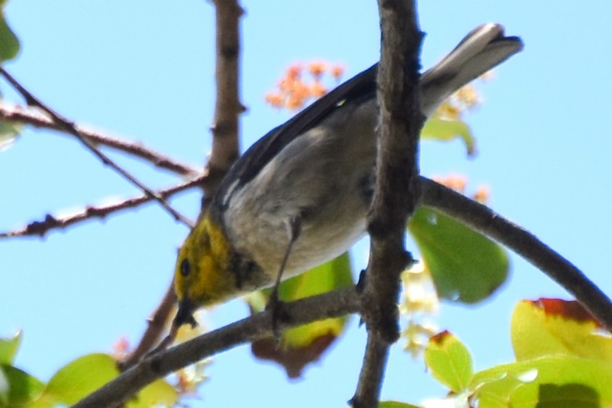 Hermit Warbler - Davis Provan