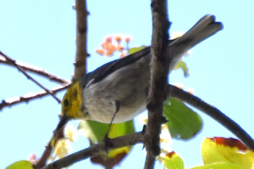 Hermit Warbler - Davis Provan