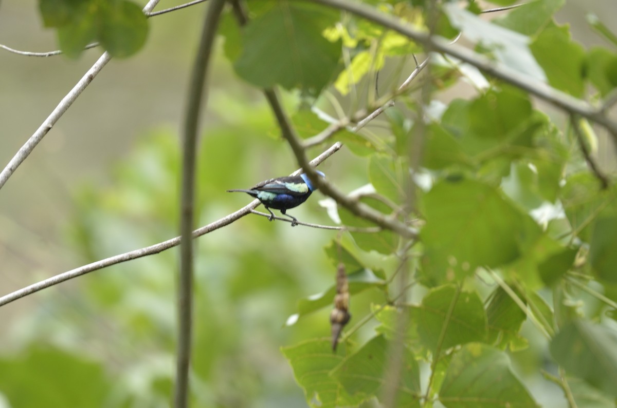 Blue-necked Tanager - Yersson Herrera