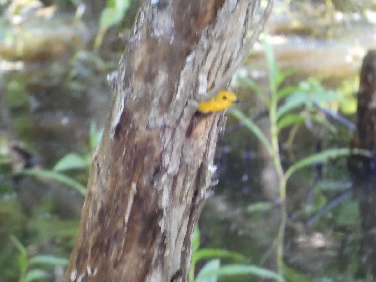 Prothonotary Warbler - ML618939009