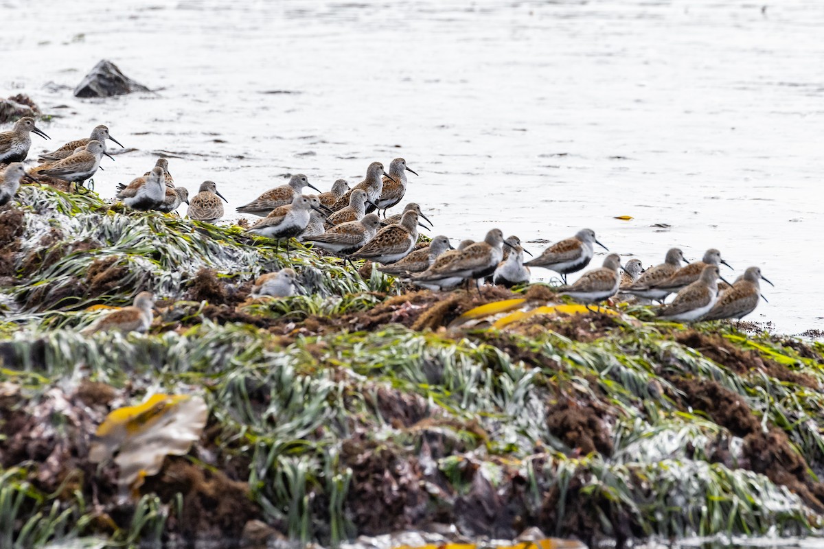 Dunlin - Denise Turley