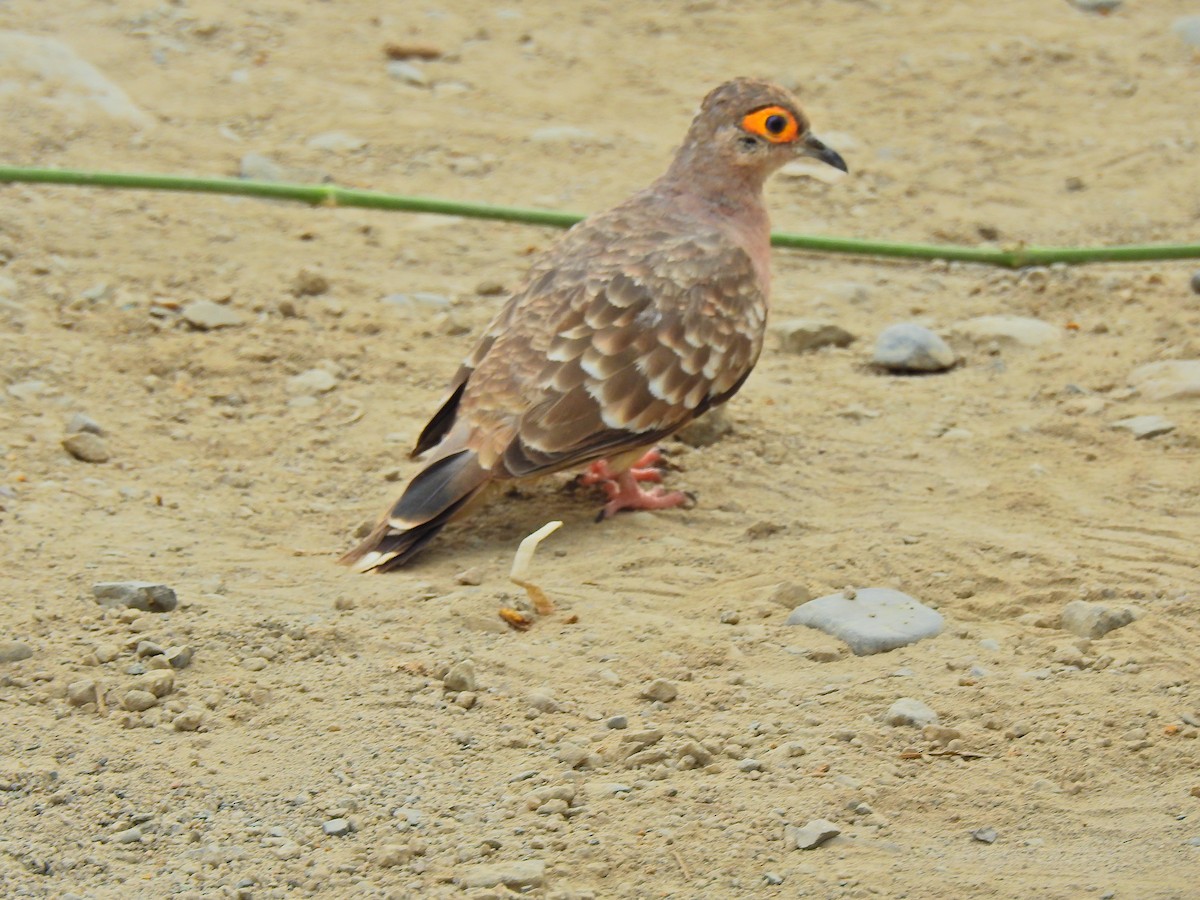 Bare-faced Ground Dove - D.Alan Quispe