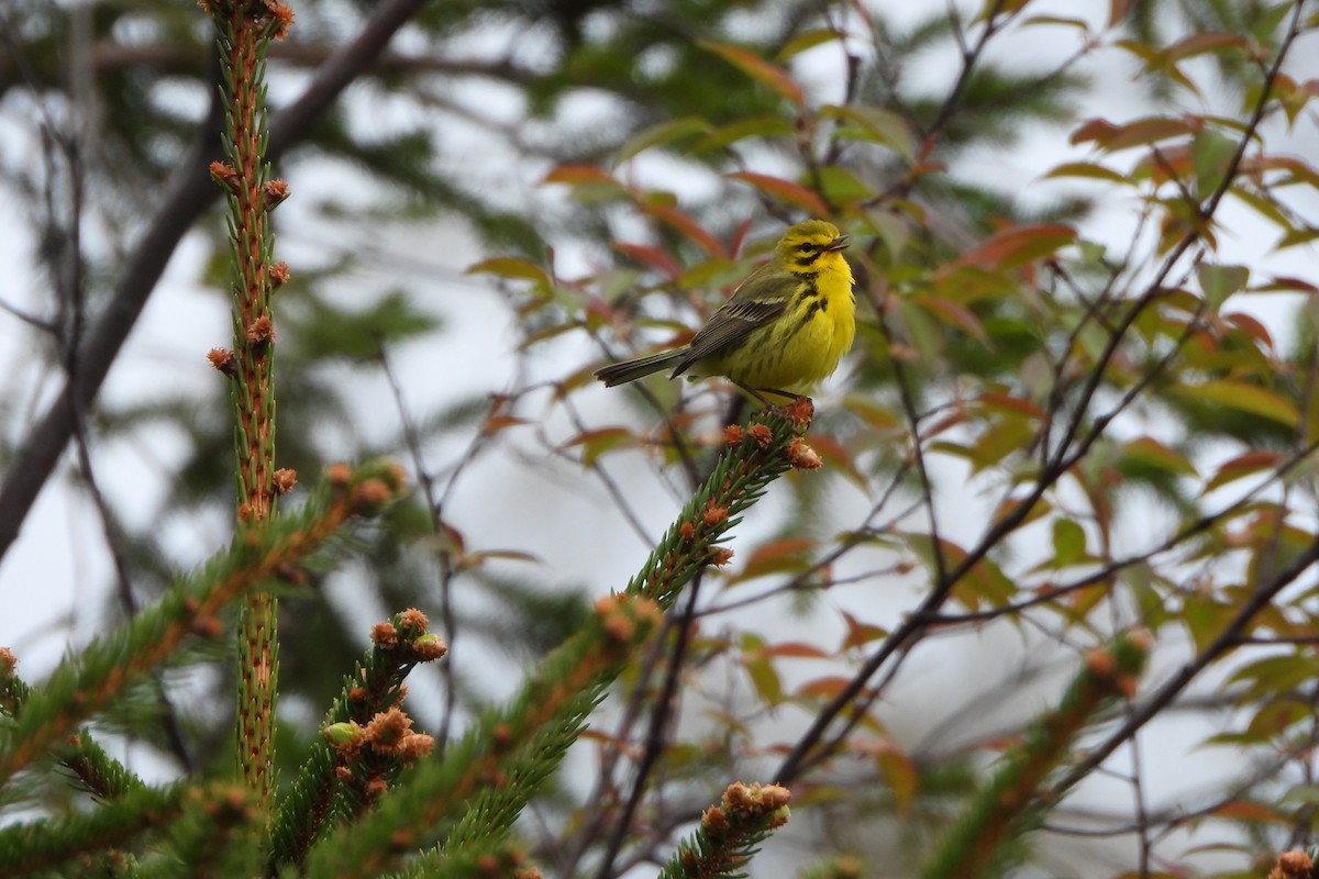 Prairie Warbler - ML618939064