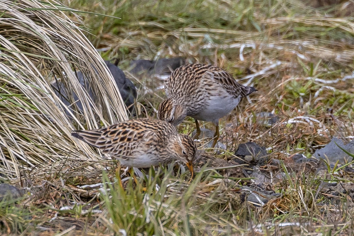 Pectoral Sandpiper - Denise Turley