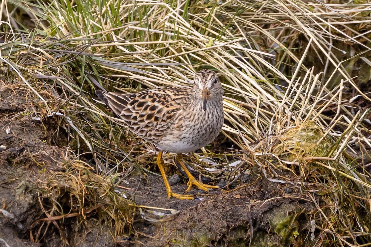 Pectoral Sandpiper - Denise Turley