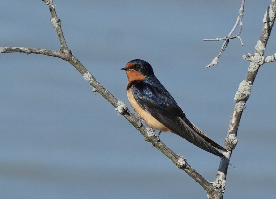 Barn Swallow - Karin Isett