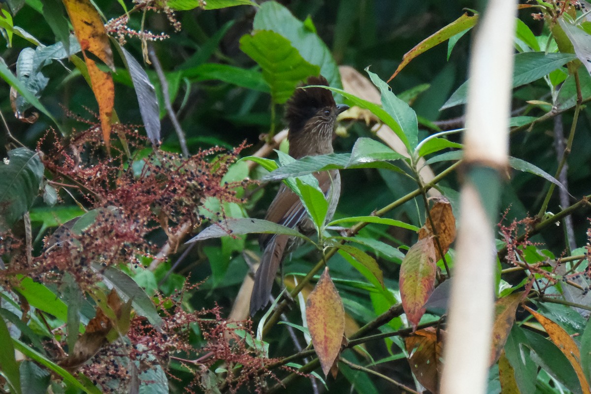 Striated Laughingthrush - Oscar Vazquez