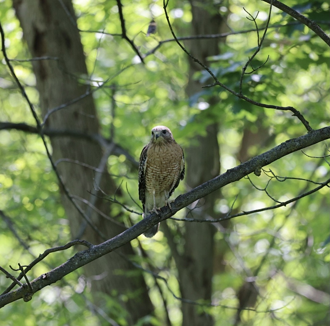 Red-shouldered Hawk - Christine Moore