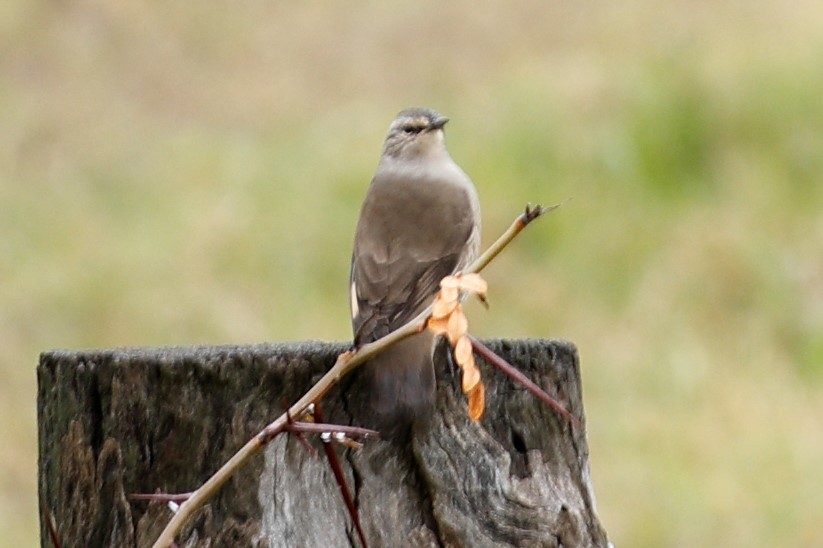 Brown Treecreeper - ML618939154