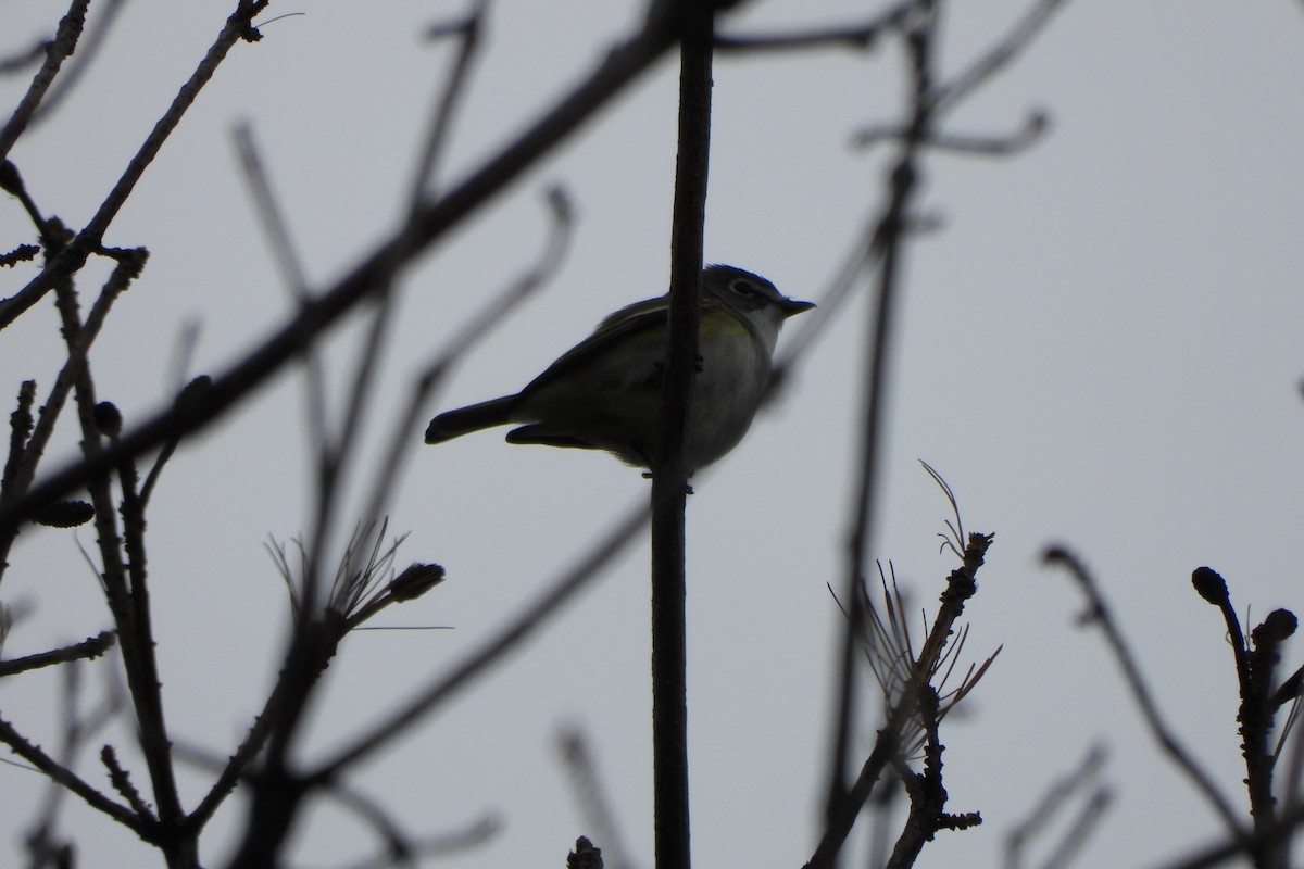 Blue-headed Vireo - Yana Levchinsky