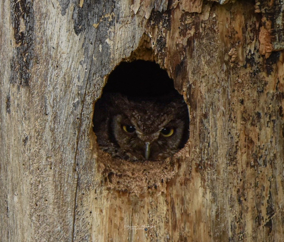 Tropical Screech-Owl - ML618939158