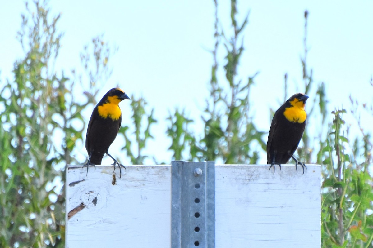 Yellow-headed Blackbird - ML618939168