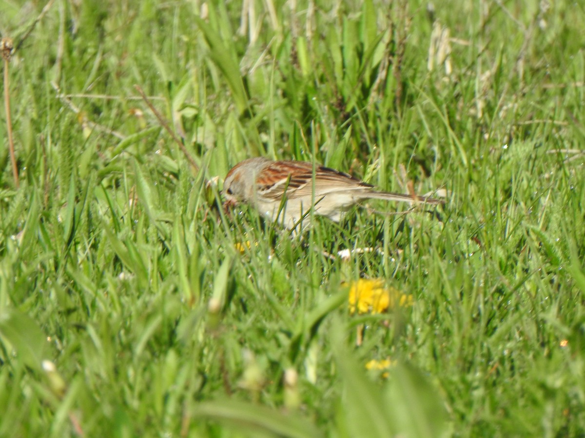 Field Sparrow - Liren Varghese