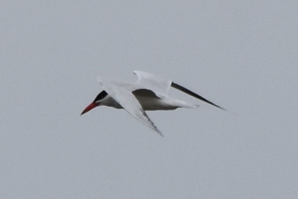 Caspian Tern - Davis Provan