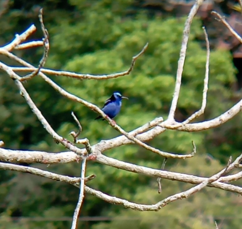 Purple Honeycreeper - Fundación Ecoturística Recetor Vive un Paraíso