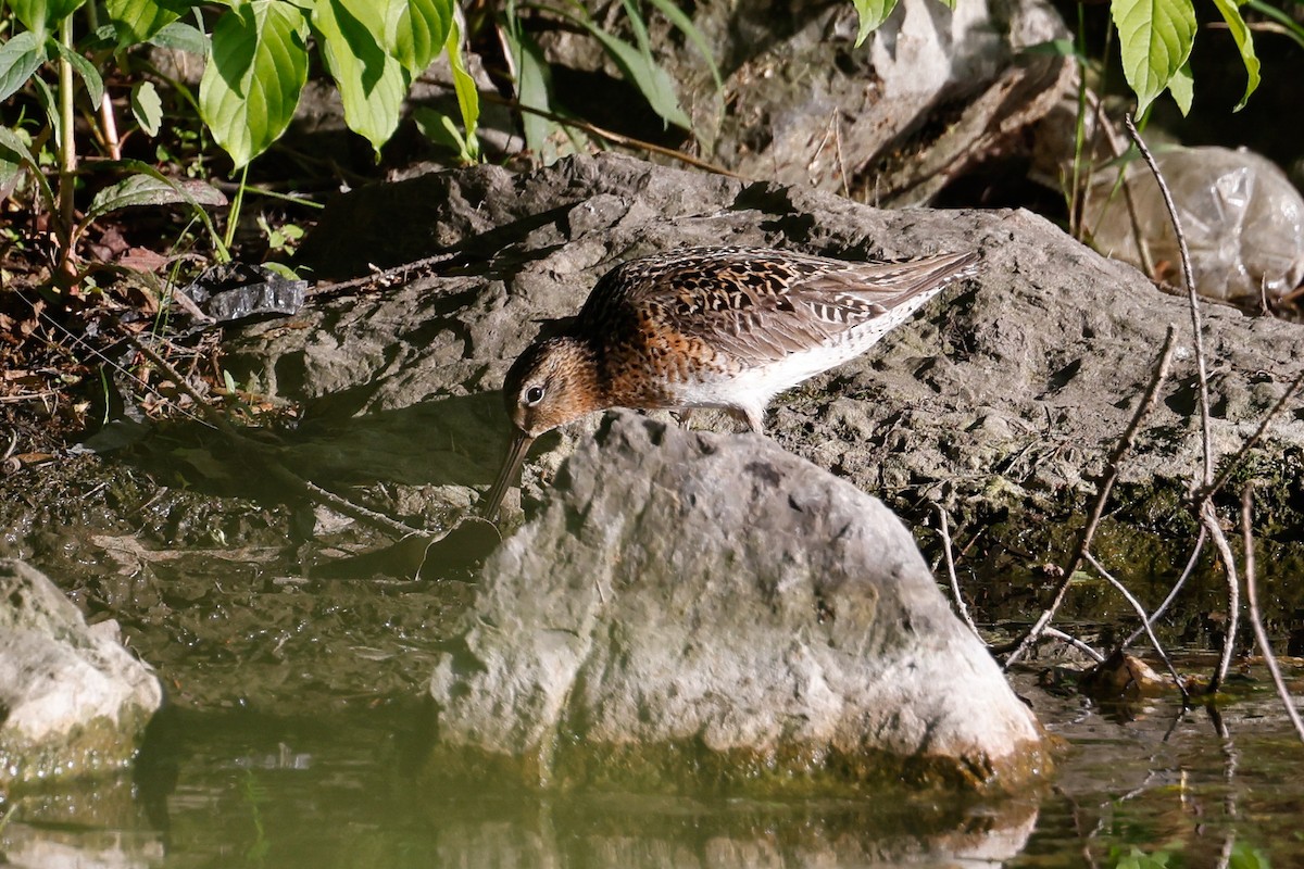 Short-billed Dowitcher (griseus) - ML618939250