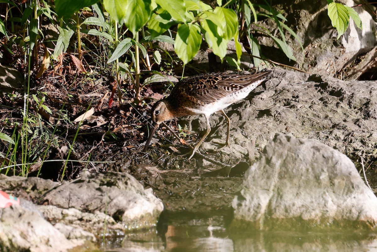 Short-billed Dowitcher (griseus) - Baxter Beamer