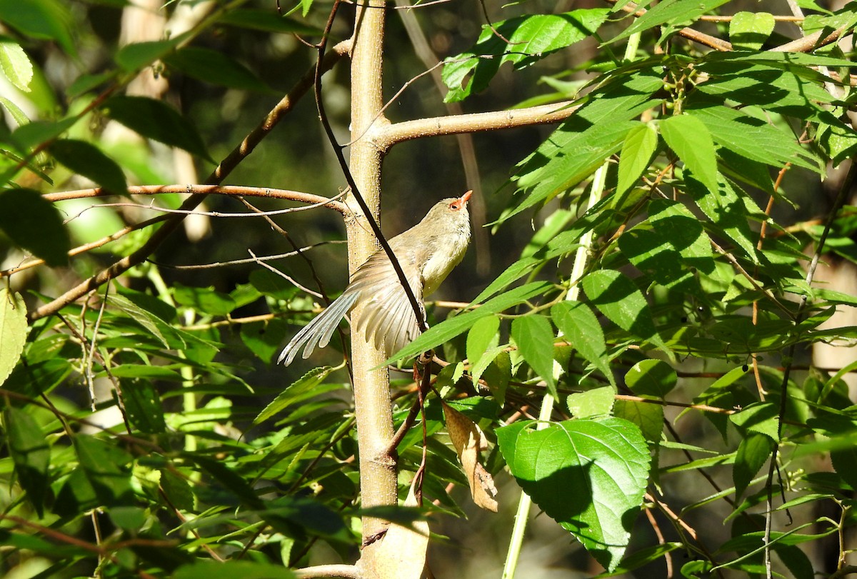 Variegated Fairywren - Marie Tarrant