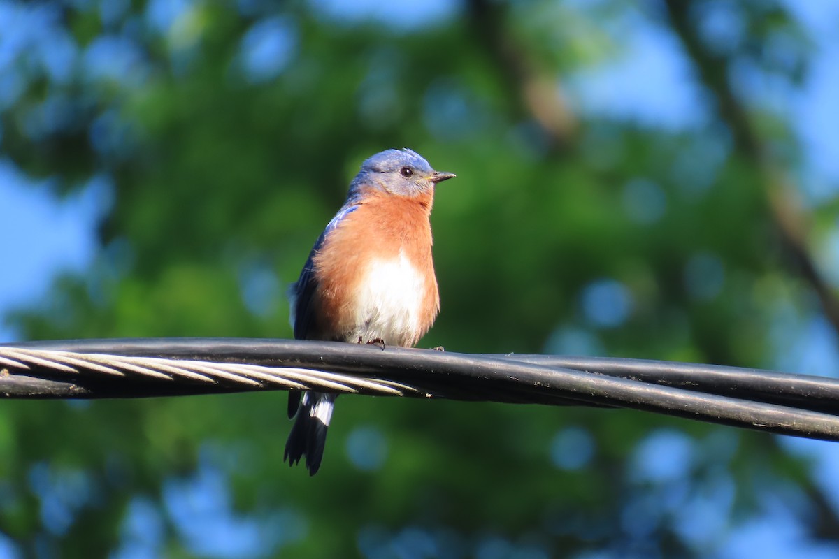 Eastern Bluebird - Jon Selle