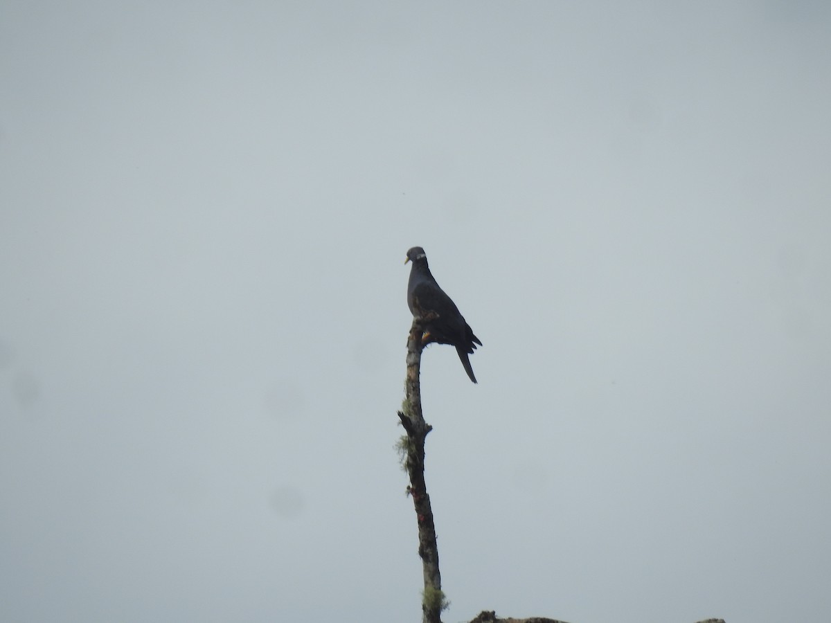 Pigeon à queue barrée - ML618939265