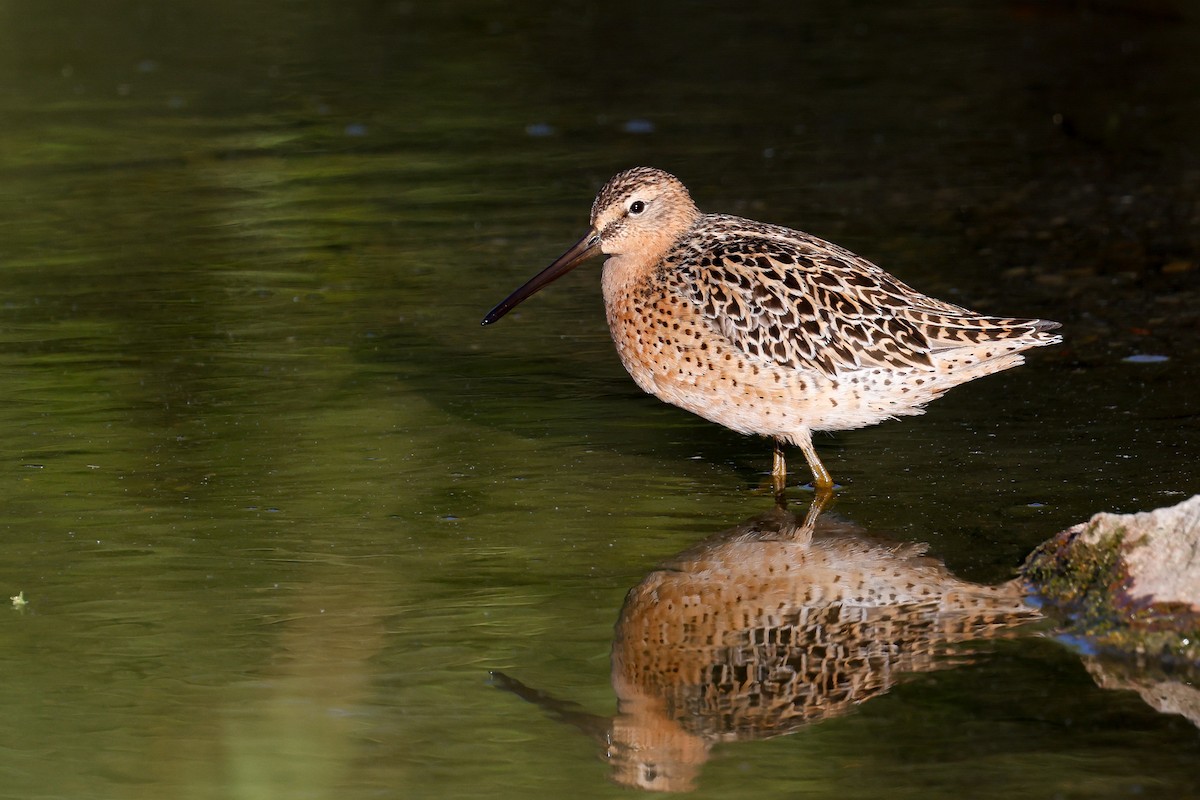 Short-billed Dowitcher (hendersoni) - ML618939280