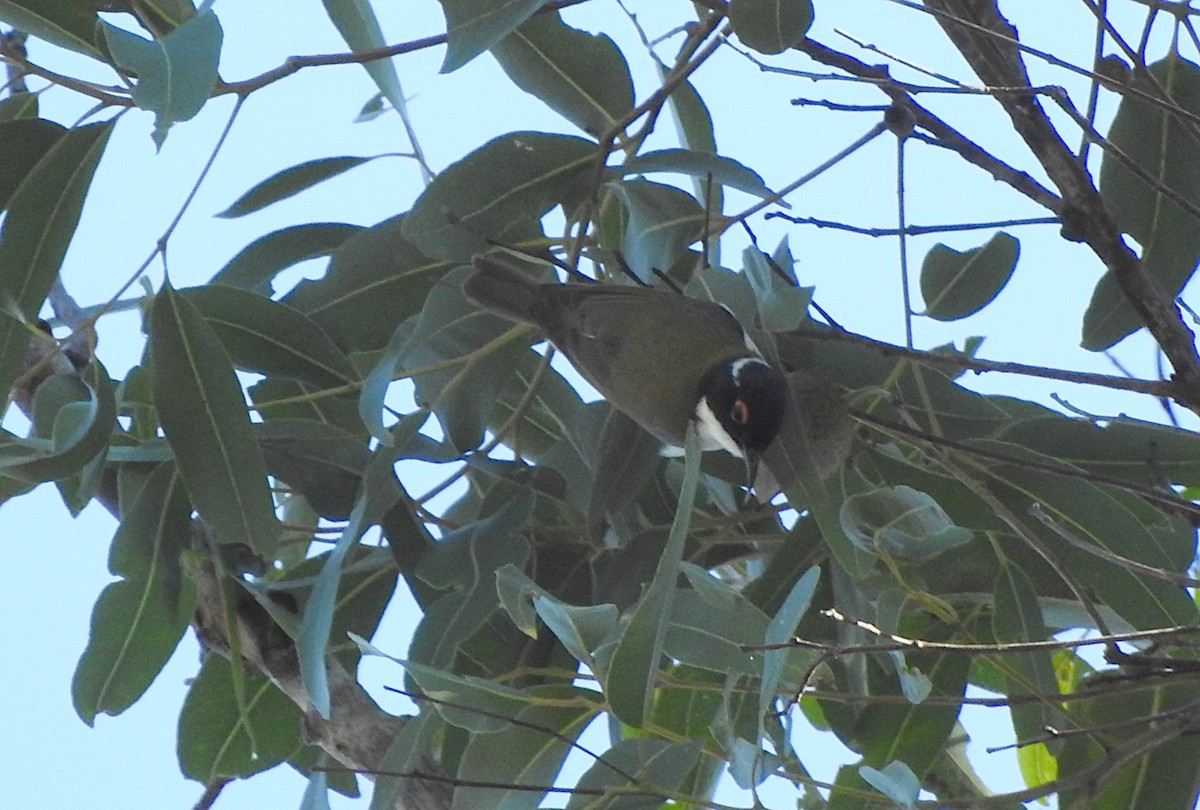 White-naped Honeyeater - Marie Tarrant