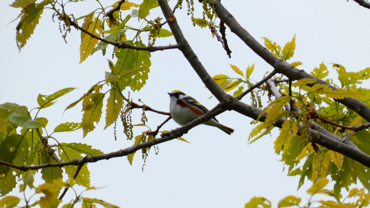 Chestnut-sided Warbler - Travis Schnell