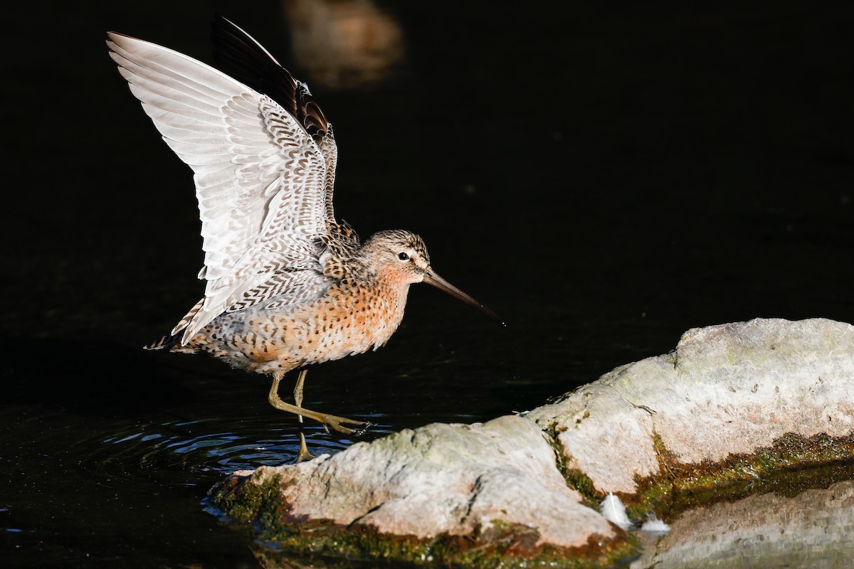 Short-billed Dowitcher (hendersoni) - ML618939316