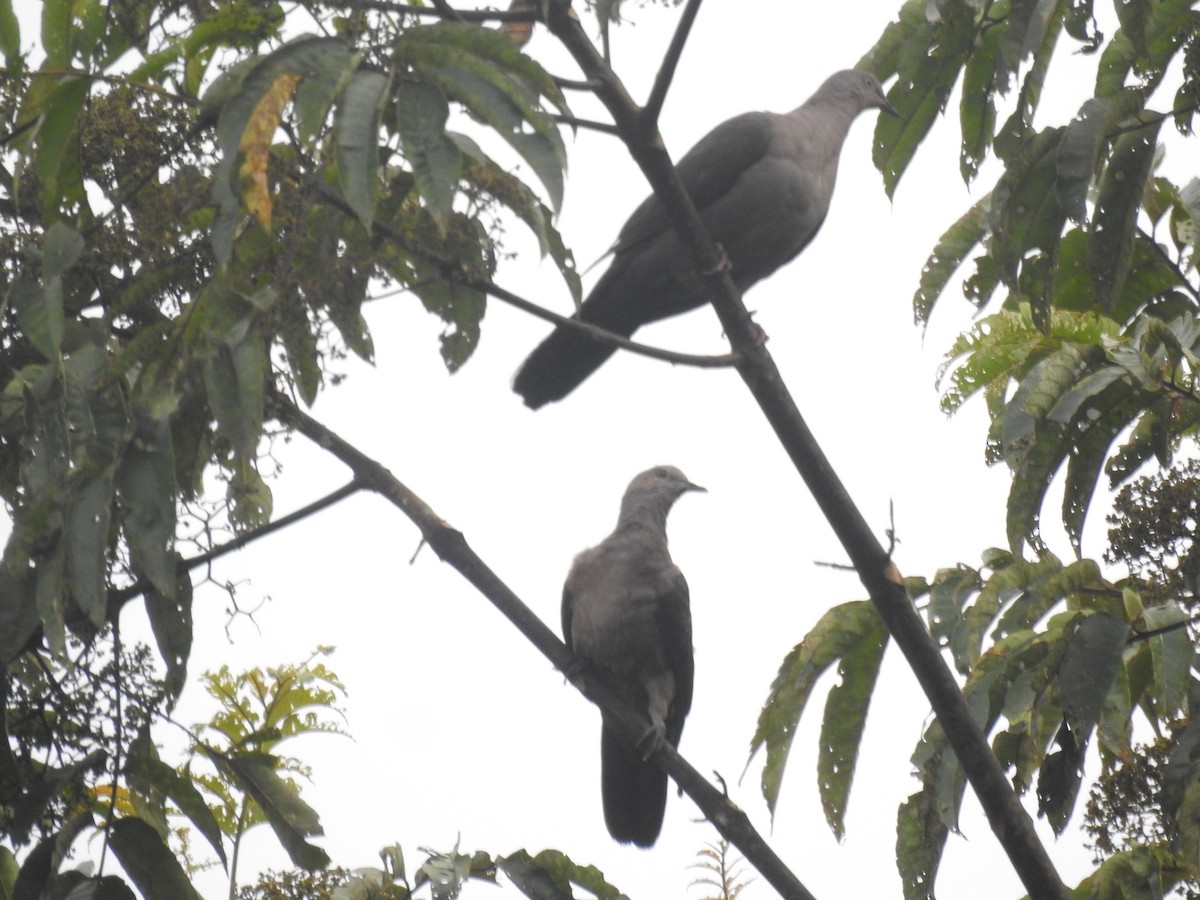 Plumbeous Pigeon - ML618939320