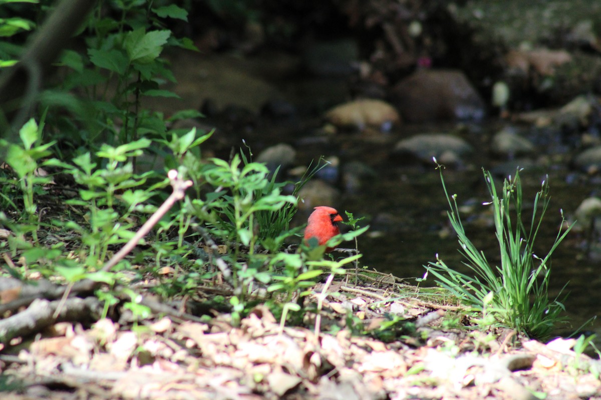 Cardinal rouge - ML618939334