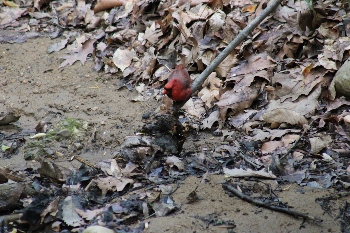 Cardenal Norteño - ML618939336