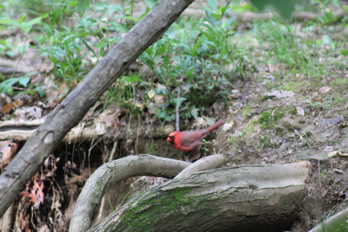 Northern Cardinal - ML618939337