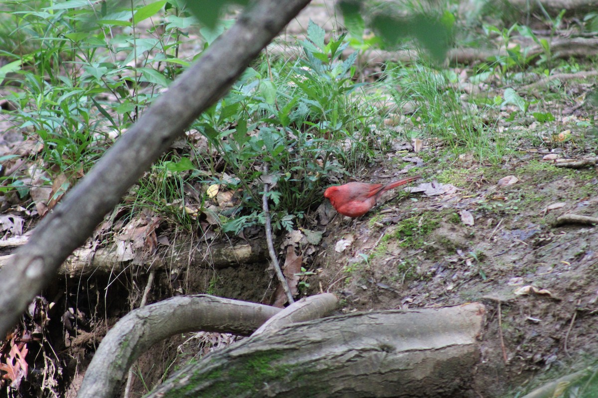 Northern Cardinal - ML618939339