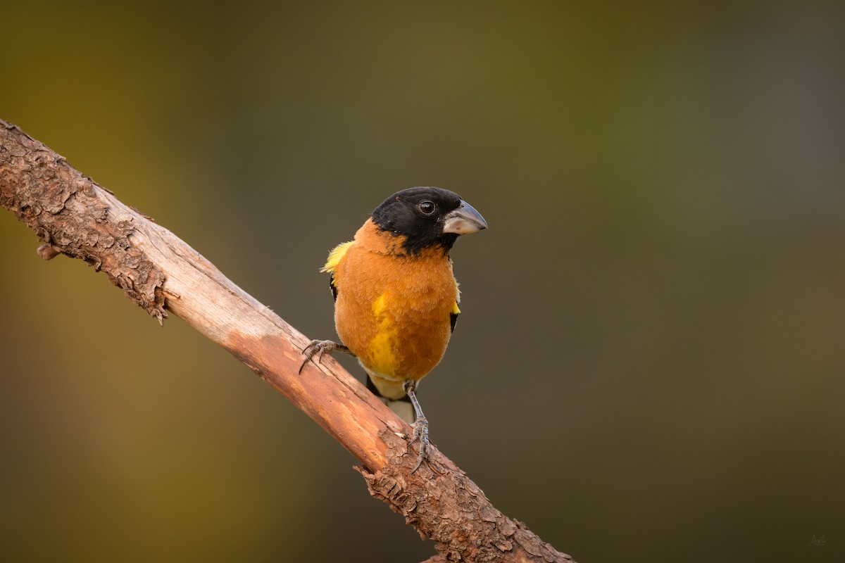 Black-headed Grosbeak - Daniel Grossi