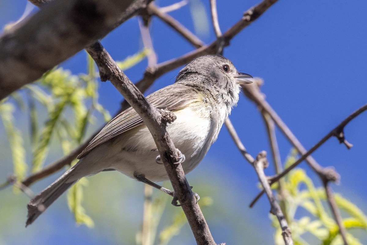 Bell's Vireo - Linda McNulty