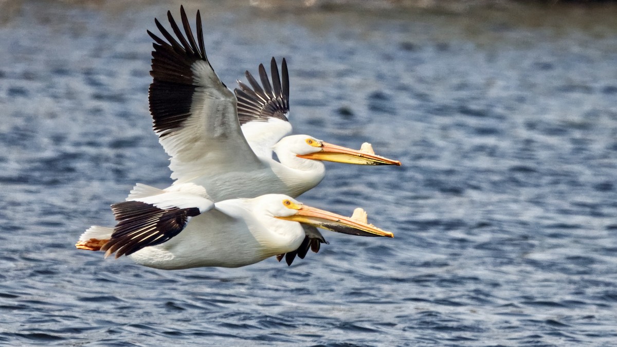 American White Pelican - Joel Weatherly