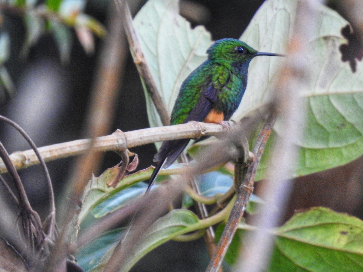 Colibrí de Raquetas Peruano - ML618939356