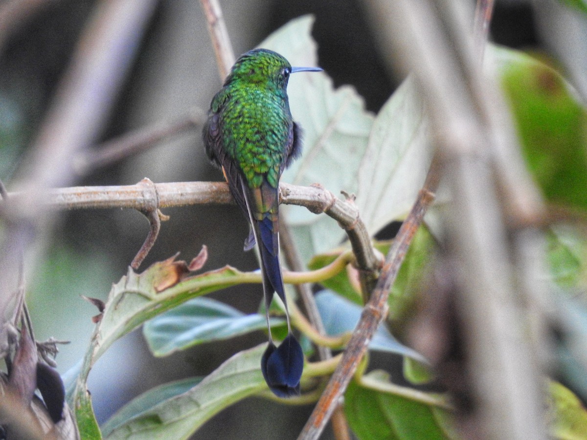 Colibrí de Raquetas Peruano - ML618939357