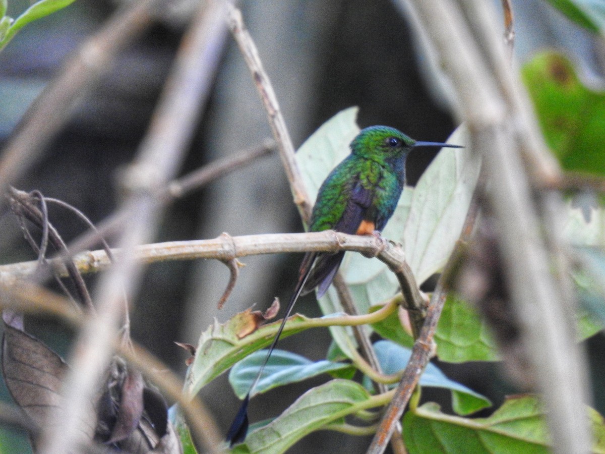 Peruvian Racket-tail - fabian castillo