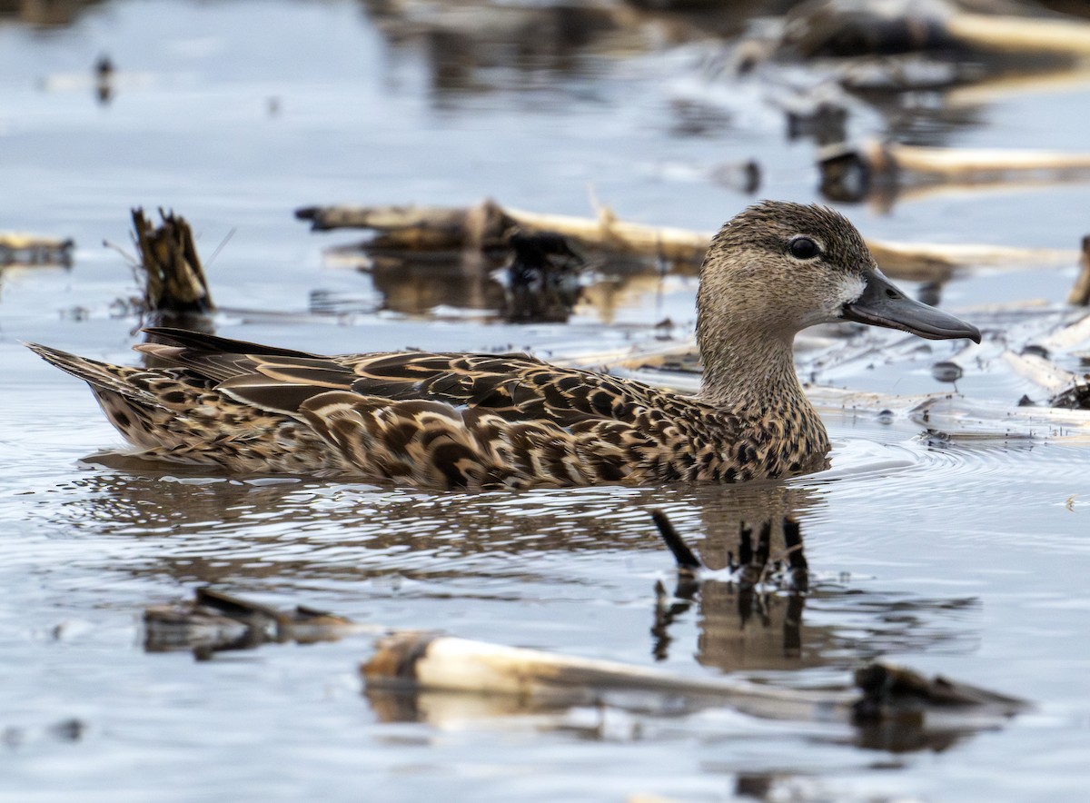 Blue-winged Teal - Greg Courtney