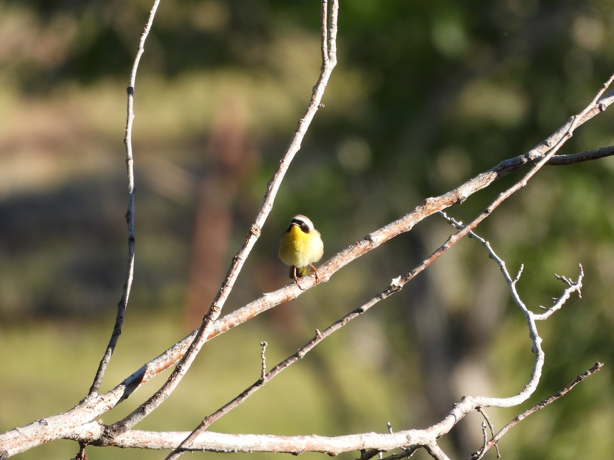 Common Yellowthroat - Carl Lundblad