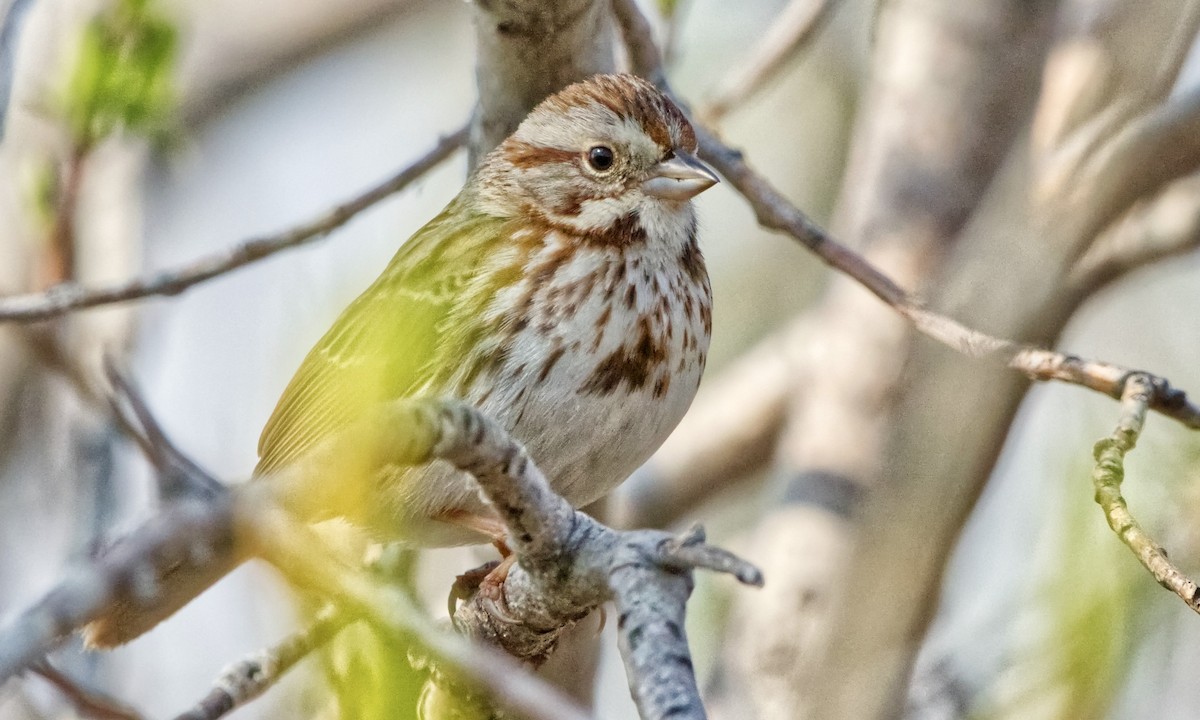 Song Sparrow - Joel Weatherly